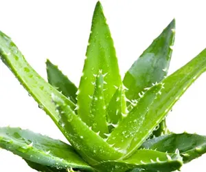 Aloe Vera Gel Fresh Frozen Locally  58 oz