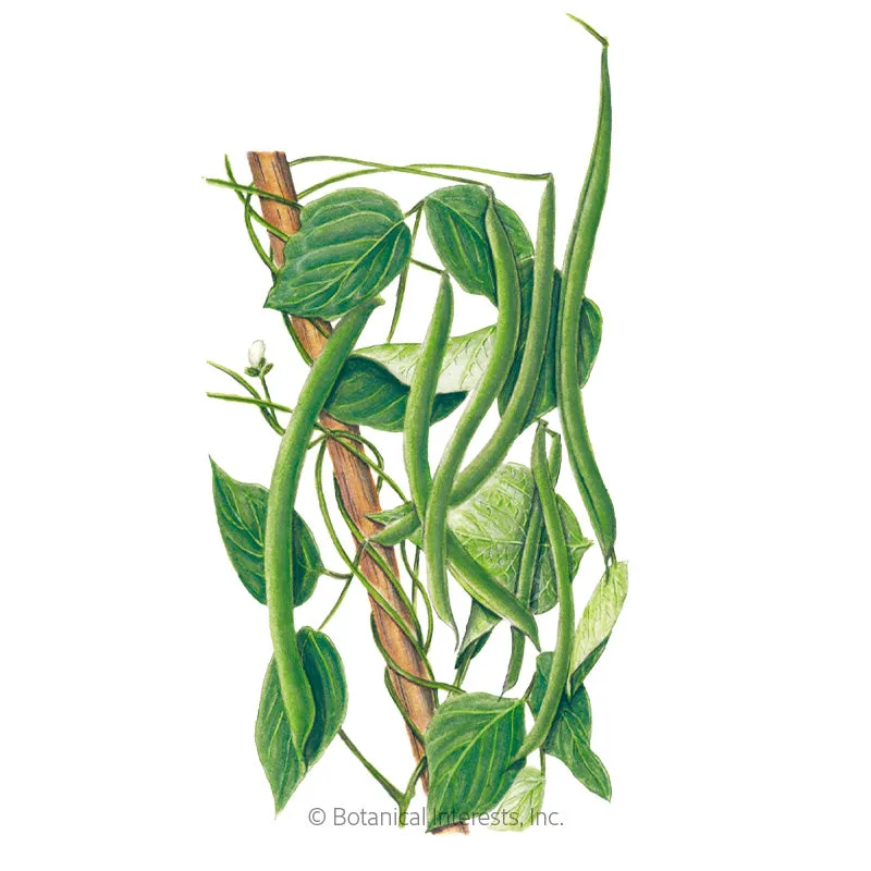 Blue Lake FM-1K Pole Bean Seeds