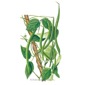 Blue Lake FM-1K Pole Bean Seeds