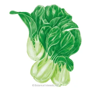 Bok Choy Choko Seeds