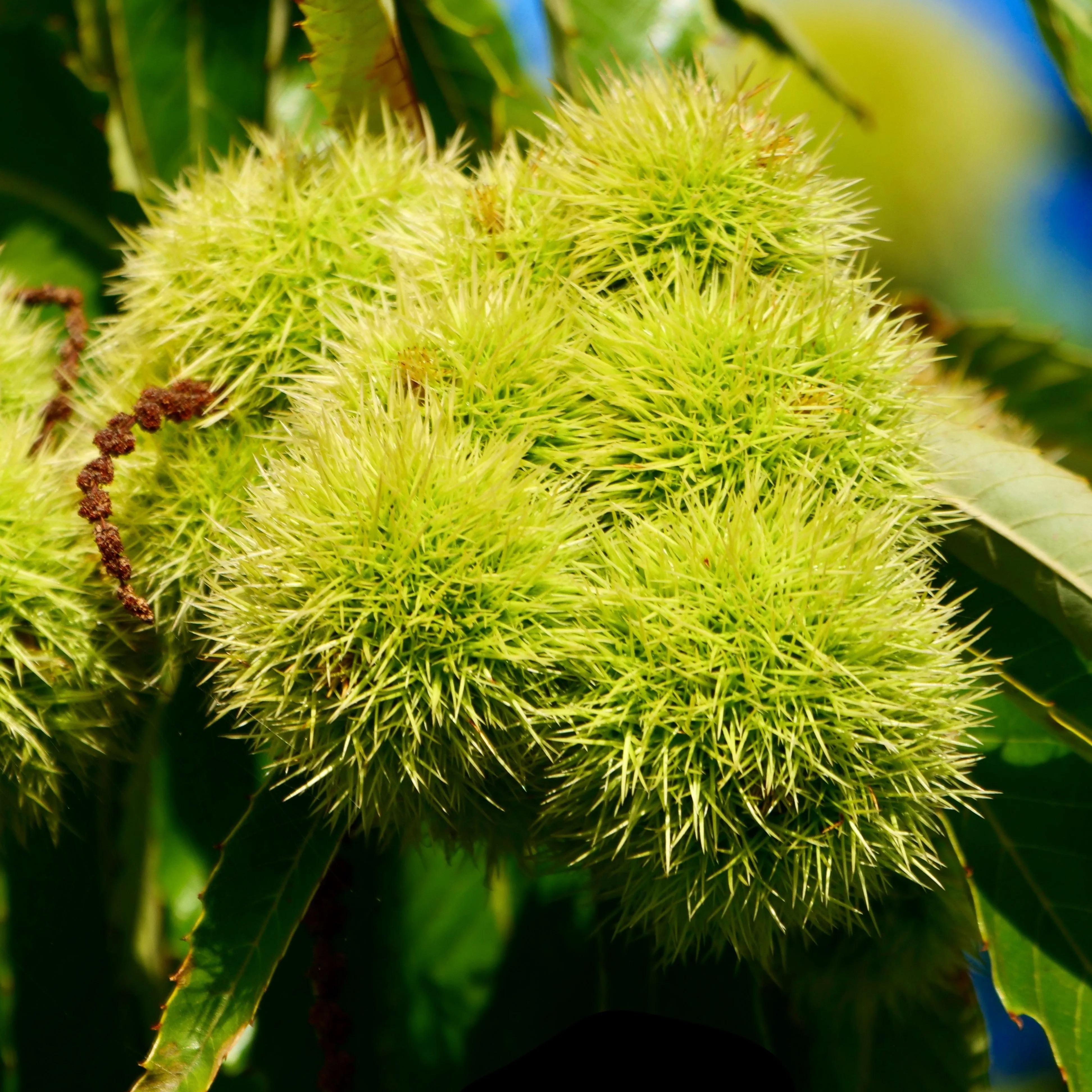 Chinese Chestnut Tree