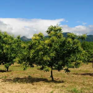 Chinese Chestnut Tree