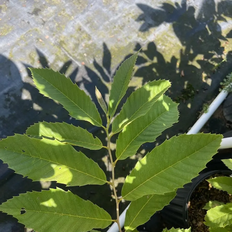 Chinese Chestnut Tree