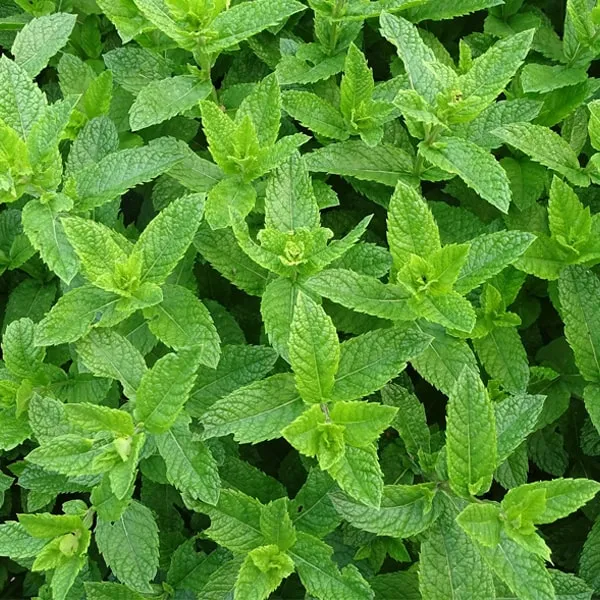 Moroccan Mint