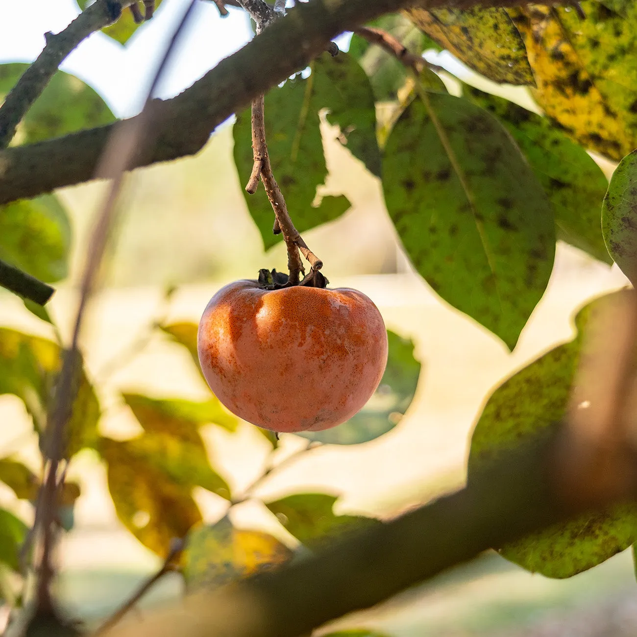 Nikita's Gift Persimmon Tree