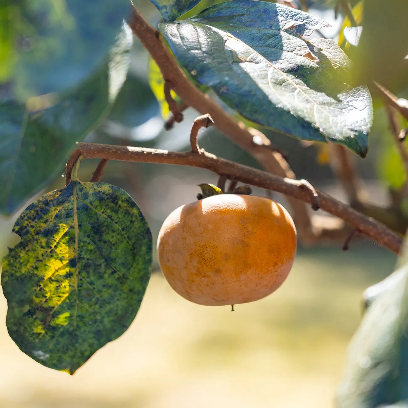 Nikita's Gift Persimmon Tree