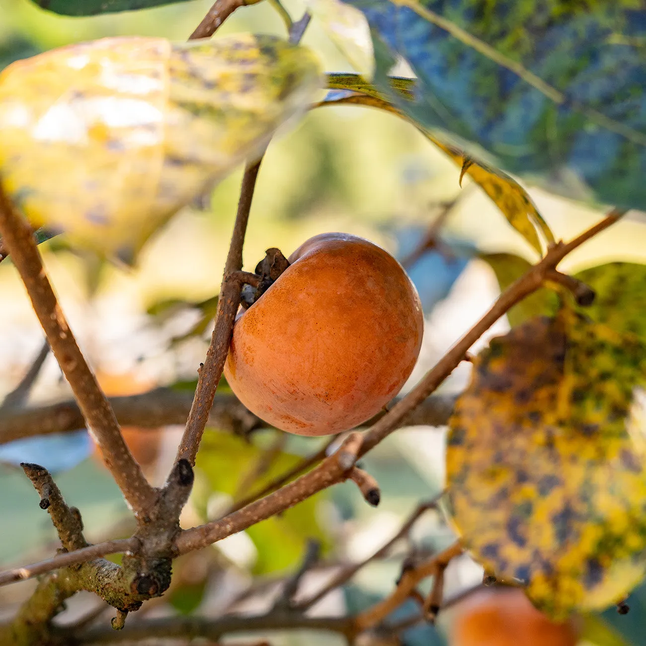 Nikita's Gift Persimmon Tree