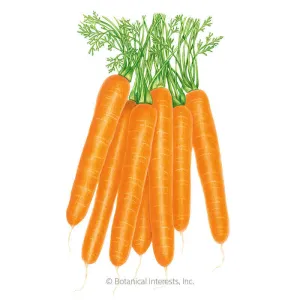 Scarlet Nantes Carrot Seeds