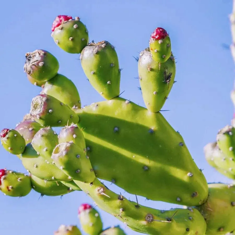 StableFeed - PRICKLY PEAR - GLUCOSE SUPPORT