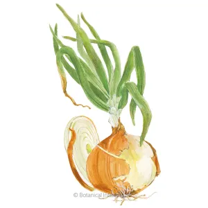 Yellow Granex PRR Bulb Onion Seeds